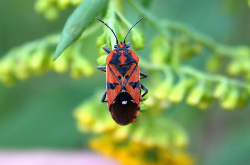 Serie di Lygaidae del Parco del Ticino